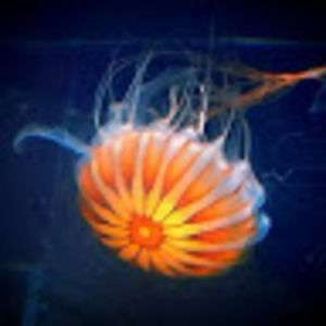 Meet your Posher, Meg